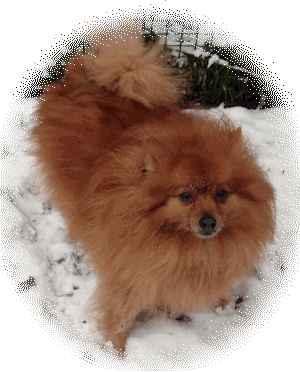 Jasper, my beloved Pom who fell asleep 30th August 2019